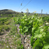 Viñedo de 10 hectáreas en producción de bordeleses: Merlot, Cabernet-Franc y Petit-Verdot