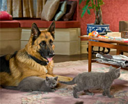 Como perros y gatos 2