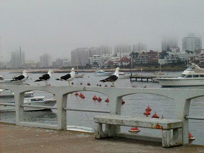 Puerto de Punta del Este - Punta del Este