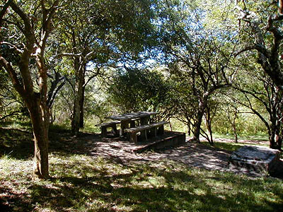 Vegetacin autctona en Parque Indgena - Punta del Este
