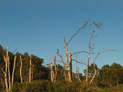 Arroyo El Potrero - Punta Ballena