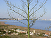 Vista desde la Ruta Panormica - Punta Ballena