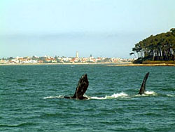 Ballenas a la vista