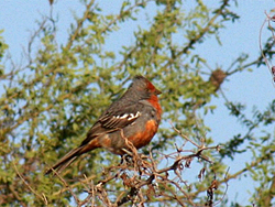 Uruguay particip� de la Birdlife en Buenos Aires