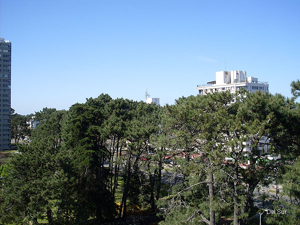 Vista al bosque de playa Mansa.